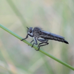 Cerdistus sp. (genus) at Cook, ACT - 6 Sep 2020