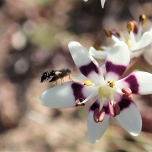 Spathulina acroleuca at Cook, ACT - 6 Sep 2020