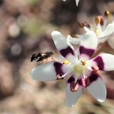 Spathulina acroleuca (A seed fly) at Cook, ACT - 6 Sep 2020 by CathB