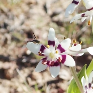 Spathulina acroleuca at Cook, ACT - 6 Sep 2020