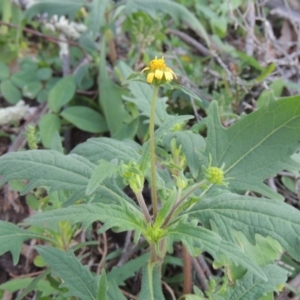 Sigesbeckia australiensis at Banks, ACT - 31 Mar 2020