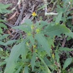 Sigesbeckia australiensis at Banks, ACT - 31 Mar 2020