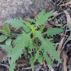 Sigesbeckia australiensis at Banks, ACT - 31 Mar 2020