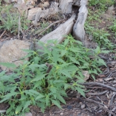 Sigesbeckia australiensis at Banks, ACT - 31 Mar 2020