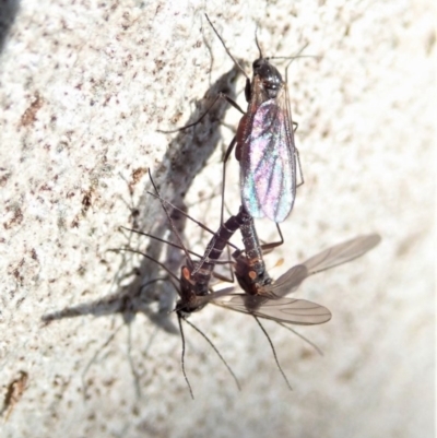 Mycetophilidae (family) (A fungus gnat) at Mount Painter - 7 Sep 2020 by CathB