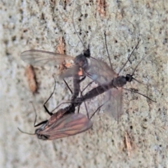 Mycetophilidae (family) at Cook, ACT - 7 Sep 2020