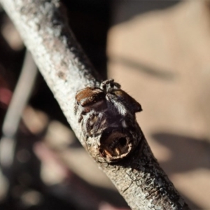 Maratus calcitrans at Holt, ACT - 6 Sep 2020