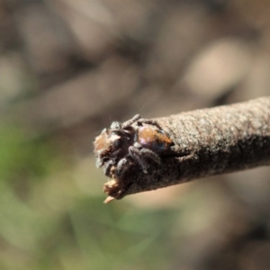 Maratus calcitrans at Holt, ACT - 6 Sep 2020