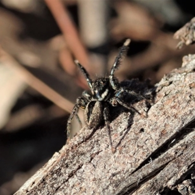 Jotus auripes (Jumping spider) at Holt, ACT - 6 Sep 2020 by CathB