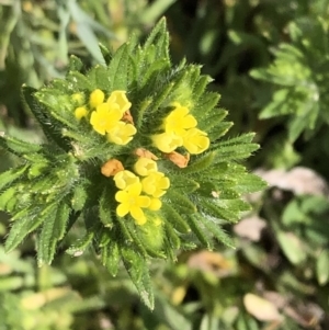 Amsinckia calycina at Carwoola, NSW - 10 Sep 2020