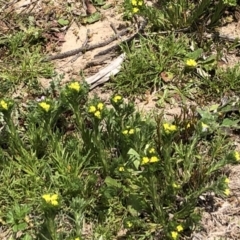 Amsinckia calycina at Carwoola, NSW - 10 Sep 2020