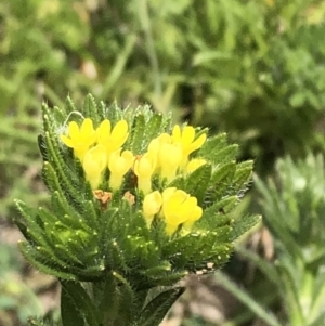 Amsinckia calycina at Carwoola, NSW - 10 Sep 2020