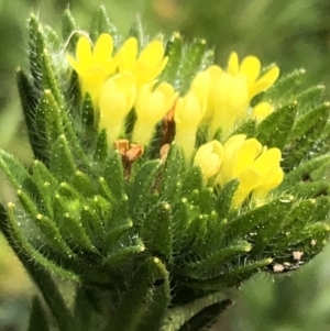 Amsinckia calycina at Carwoola, NSW - 10 Sep 2020