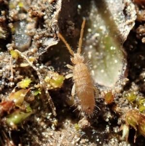 Entomobryomorpha (order) at Holt, ACT - 7 Sep 2020