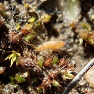 Entomobryomorpha (order) at Holt, ACT - 7 Sep 2020