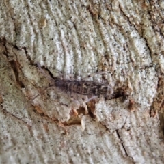 Entomobryomorpha (order) (Entomobryomorph springtail) at Holt, ACT - 10 Sep 2020 by CathB