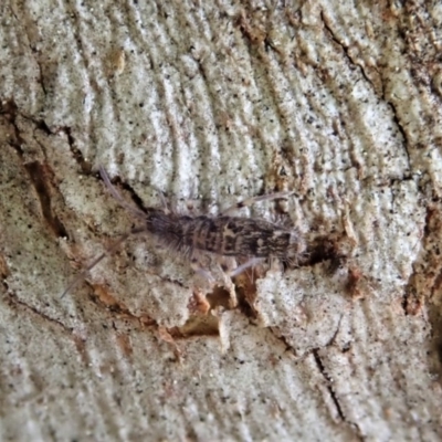 Entomobryomorpha (order) (Entomobryomorph springtail) at Aranda Bushland - 10 Sep 2020 by CathB