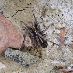 Artoria sp. (genus) (Unidentified Artoria wolf spider) at Cook, ACT - 5 Sep 2020 by CathB