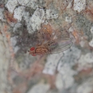 Drosophilidae (family) at Aranda, ACT - 5 Sep 2020 02:57 PM