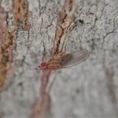 Drosophilidae (family) at Aranda, ACT - 5 Sep 2020 02:57 PM