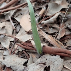 Caladenia atrovespa at Holt, ACT - 10 Sep 2020