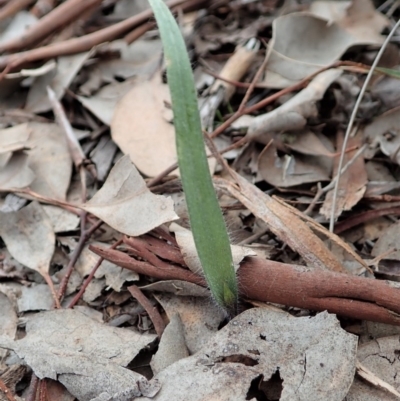 Caladenia atrovespa (Green-comb Spider Orchid) at Holt, ACT - 10 Sep 2020 by CathB