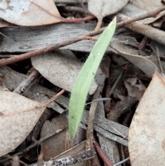 Caladenia atrovespa at Holt, ACT - 10 Sep 2020