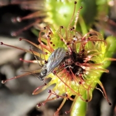 Drosera sp. (A Sundew) at Mount Painter - 6 Sep 2020 by CathB