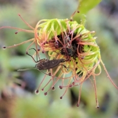 Drosera sp. at Cook, ACT - 6 Sep 2020