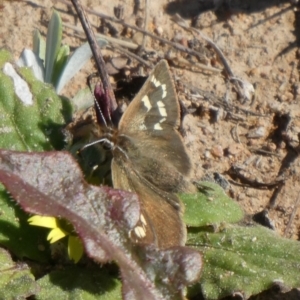 Herimosa albovenata at Theodore, ACT - 11 Sep 2020