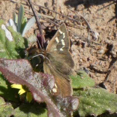 Herimosa albovenata (White-veined Sand-skipper) at Theodore, ACT - 11 Sep 2020 by owenh