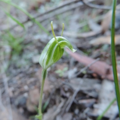 Linguella nana (Dwarf Snail Orchid) at Mount Jerrabomberra QP - 11 Sep 2020 by ChristianFricker