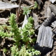 Crassula sieberiana (Austral Stonecrop) at Weston, ACT - 11 Sep 2020 by AliceH