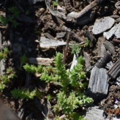 Crassula sieberiana at Weston, ACT - 11 Sep 2020