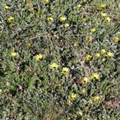 Arctotheca calendula (Capeweed, Cape Dandelion) at Downer, ACT - 10 Sep 2020 by ConBoekel