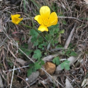 Ranunculus lappaceus at Boro, NSW - 9 Sep 2020