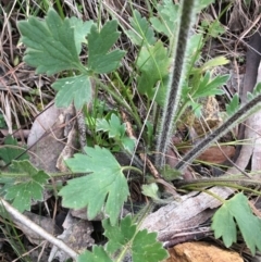 Ranunculus lappaceus at Boro, NSW - 9 Sep 2020