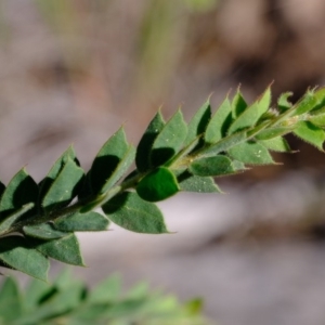 Acacia vestita at Holt, ACT - 11 Sep 2020