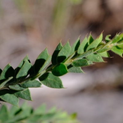 Acacia vestita (Hairy Wattle) at Holt, ACT - 11 Sep 2020 by Kurt