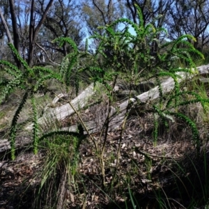 Acacia vestita at Holt, ACT - 11 Sep 2020