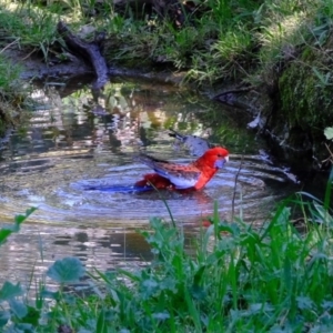 Platycercus elegans at Holt, ACT - 11 Sep 2020