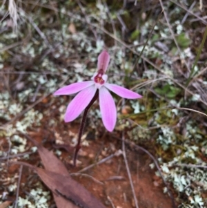 Caladenia fuscata at Lower Boro, NSW - suppressed