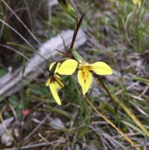 Diuris chryseopsis at Lower Boro, NSW - 9 Sep 2020