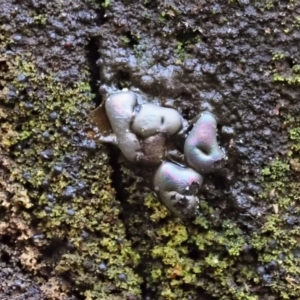 Myxomycete - past plasmodial stage at Paddys River, ACT - 6 Sep 2020 12:22 PM