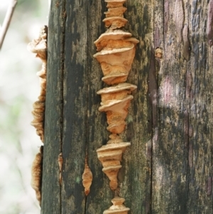 zz Polypore (shelf/hoof-like) at Paddys River, ACT - 6 Sep 2020