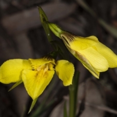 Diuris chryseopsis at Kaleen, ACT - suppressed