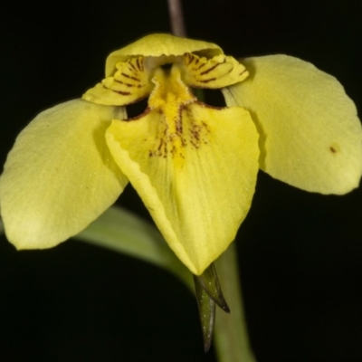 Diuris chryseopsis (Golden Moth) at Kaleen, ACT - 8 Sep 2020 by DerekC