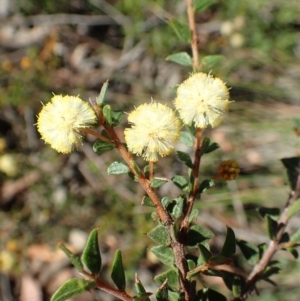 Acacia gunnii at O'Connor, ACT - 11 Sep 2020 07:10 AM