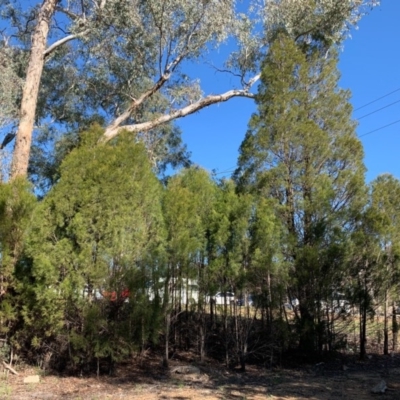 Callitris endlicheri (Black Cypress Pine) at Flea Bog Flat, Bruce - 10 Sep 2020 by JVR