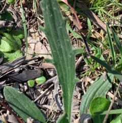 Plantago varia at Bruce, ACT - 10 Sep 2020 06:51 PM